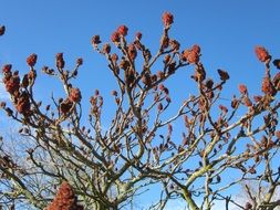 rhus typhina shrub