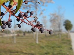 tree fruits