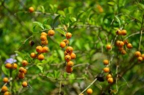 Photo of indian berries