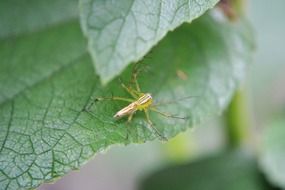 Tiny spider on the leaf, sri lanka, mawanella