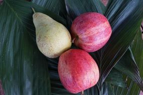 Red yellow apple pear on leaves