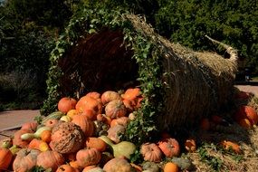 Pumpkins in Cornucopia