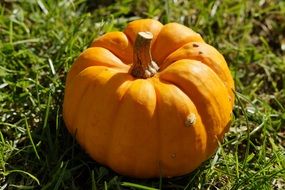 orange pumpkin on the grass