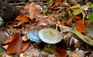 two mushrooms and fallen leaves