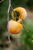 ripening persimmons