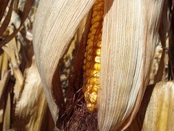corn in dry leaves