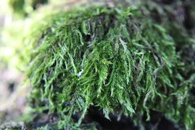 green moss closeup