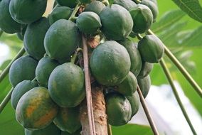 Tree with exotic papaya fruits on it