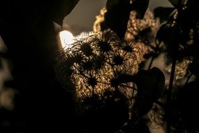 clematis vitalba liane woolly fruits light of ranke back