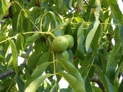 unripe walnuts on the tree