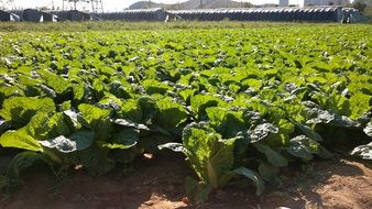 baby cabbage
