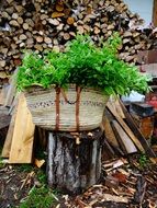 herbs harvest