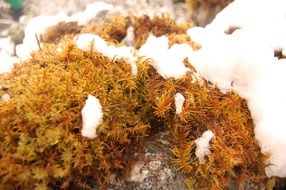 snow on the vegetation on the stone