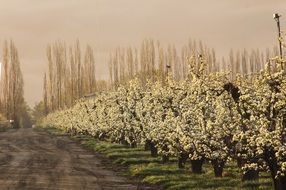 blossoming garden