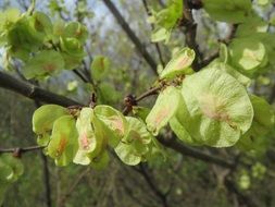 ulmus minor, field elm fruits, macro