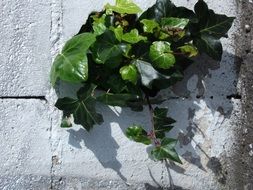 green shrub on a stone wall