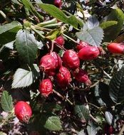 wrinkled rose hips