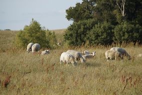 sheeps on a pasture
