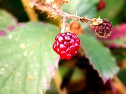 unripe blackberry on twig