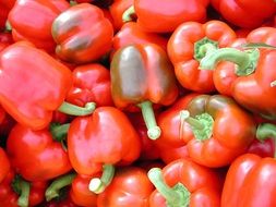 red glossy bell pepper, background