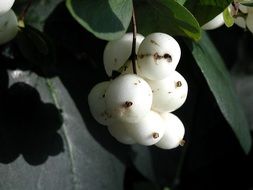 white unusual fruits on the bush