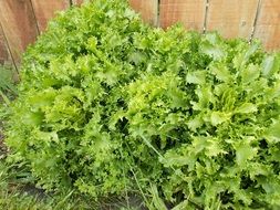 juicy bright leaves of green salad