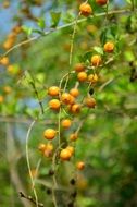 indian orange berries