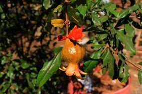 little pomegranate fruit nature