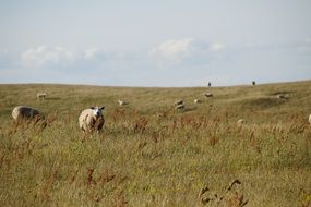 Sheep in pasture