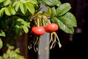 branch of rose hip with red fruit