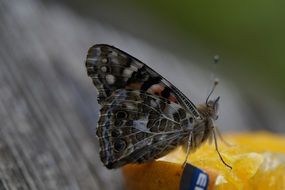 edelfalter butterfly fruit orange