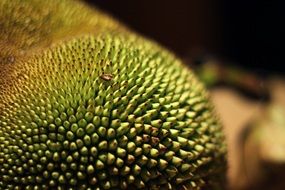 jackfruit is an indian breadfruit