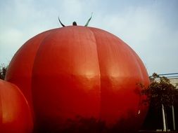 tomato like a huge model