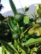 green citrus on the bush