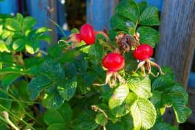 Three wild rose hips
