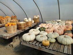 pumpkins and squashes storage in greenhouse