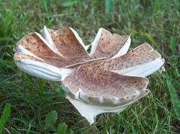 mushroom with cracked pileus