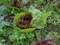 salad in vegetables garden