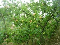 green apples on apple tree