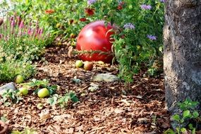 tomato on the ground