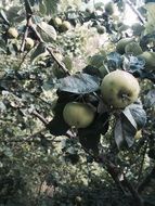 Green apples grow in nature