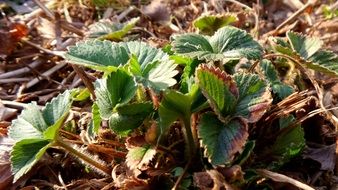 strawberry bush on dry grass