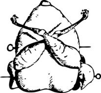 partridge, poultry, black and white vintage drawing