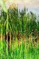 grass reflection in the lake