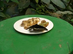 huge butterfly on a plate on the table