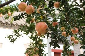 Red pomegranate fruits on the tree