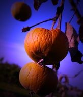 flaccid apples on a tree close up