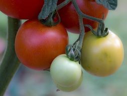 green and red tomatoes vegetables