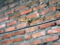 dragonfly eating close-up on blurred background