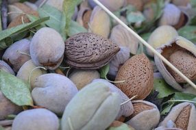 Green brown almonds dried fruit puglia